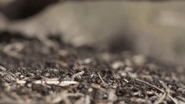 Time-lapse animation of ant colony demonstrating collective intelligence and collaborative behavior